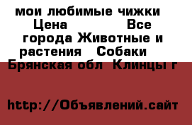 мои любимые чижки › Цена ­ 15 000 - Все города Животные и растения » Собаки   . Брянская обл.,Клинцы г.